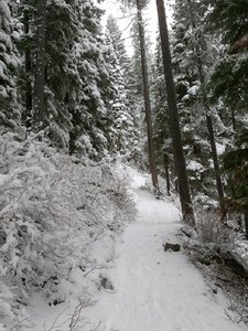Trail leading to Lava Lake. This is in early May.