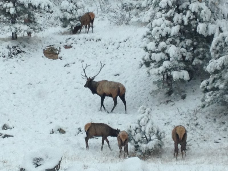 An elk herd in Genesee Park.  Great place for cross country skiing too.