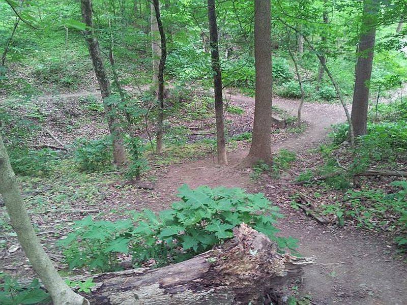 Cherokee Park trails.