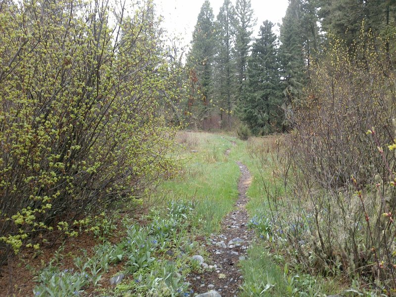 Section of trail winding through a riparian meadow.