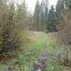 Section of trail winding through a riparian meadow.