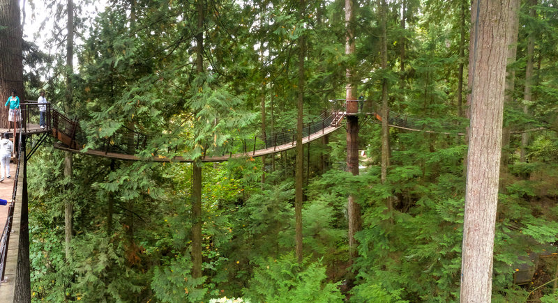 Treetops Experience