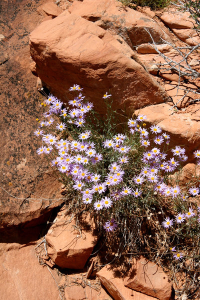 Desert flowers