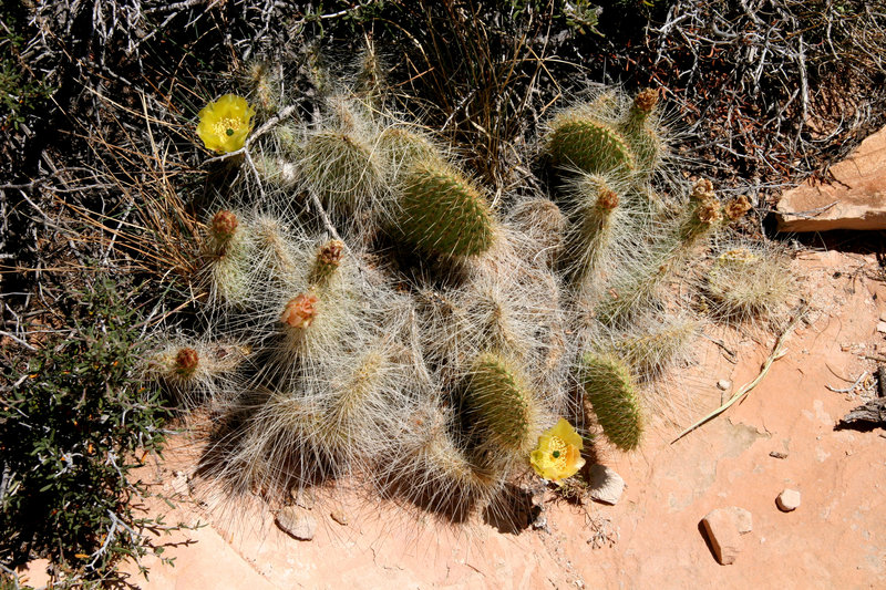 Desert cactus in bloom