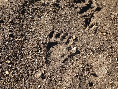 YES..that is a bear paw print! Seen on 12/6/14. You can also see a deer hoof print on the upper right corner. Looks like he was following the dear!