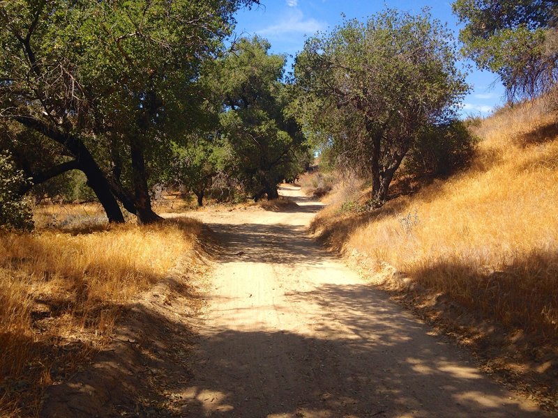 The bottom section of the trail provides a lot more shaded areas to hike along.