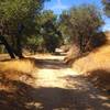 The bottom section of the trail provides a lot more shaded areas to hike along.