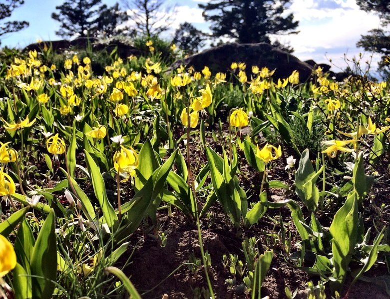 Glacier Lily along the Corbly Gulch Trail