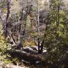 Looking down into the creek from the trail