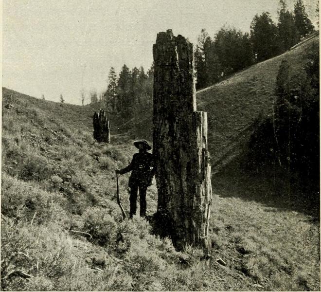 A very old of photo of one of the petrified trunks.