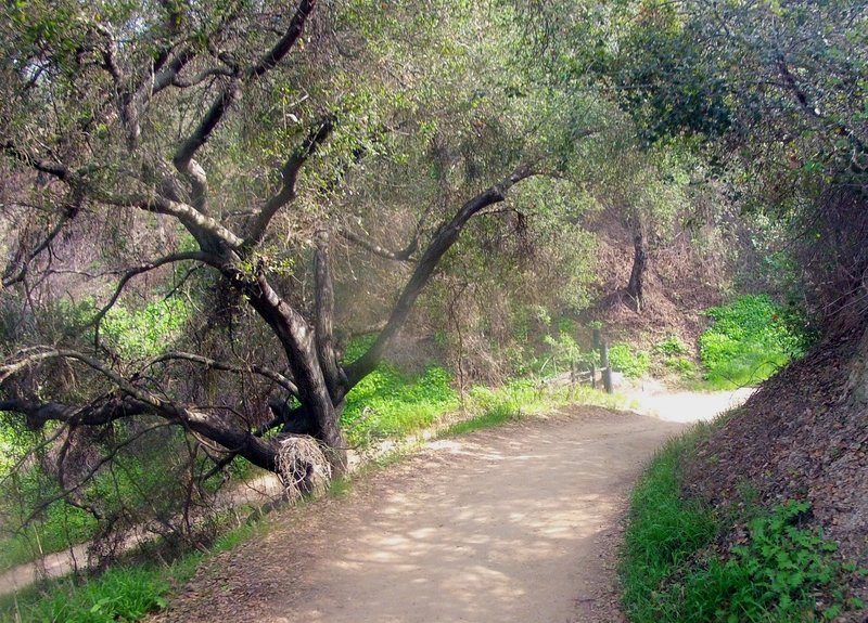 A shaded switchback on an easy part of Schabarum Trail