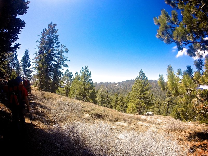 Sub Alpine forests abound the whole area.