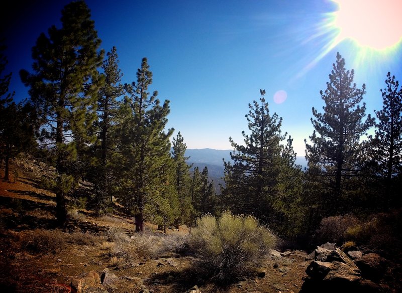 Some great views in between the trees at Sheep Camp.