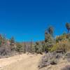 Another part of the trail, looking back.