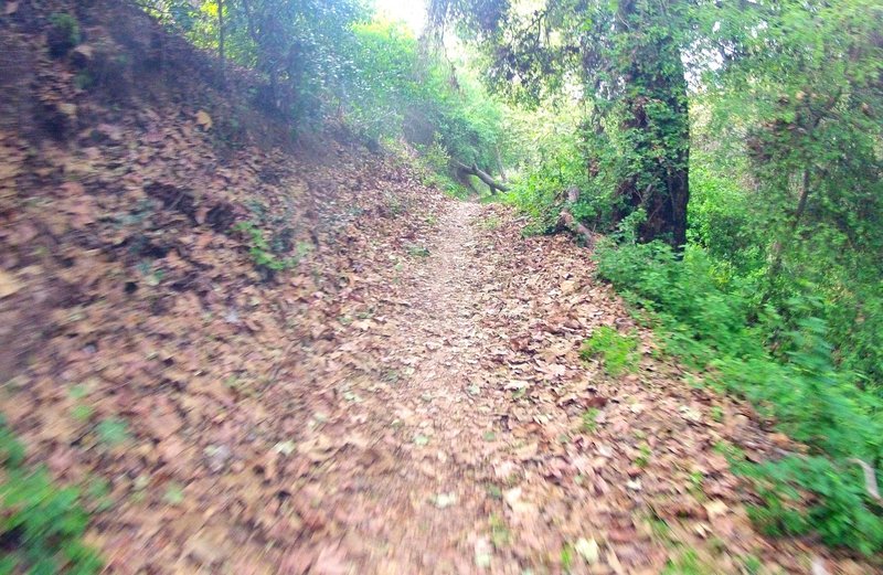 The Buddhist singletrack