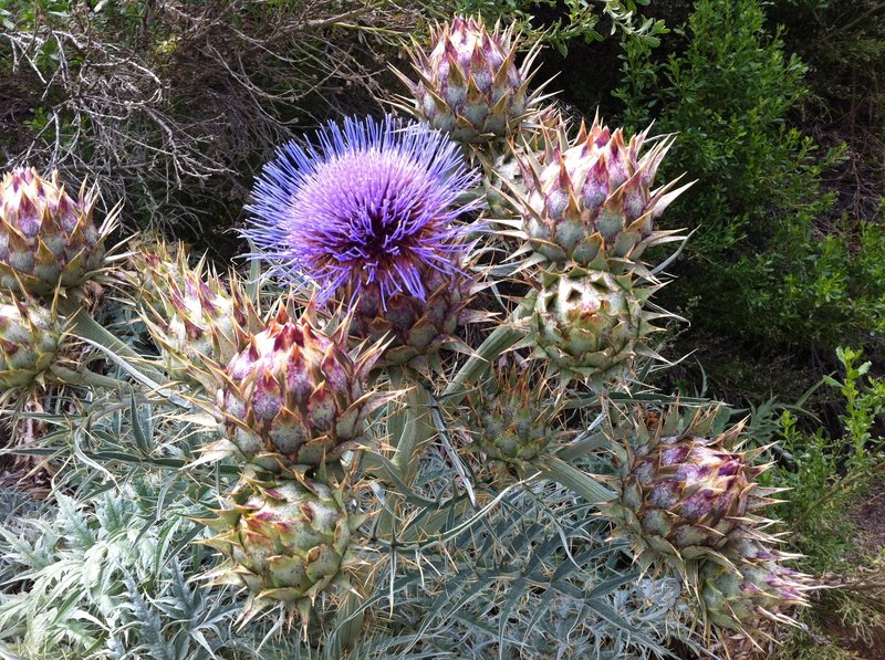 The Californian wild artichoke an invasive species from....Mars?