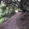 Coyote Run in Aliso Woods.  Wood Creek is on the left.