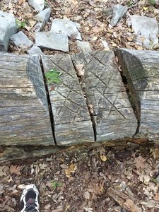 Man made tread on a fallen tree