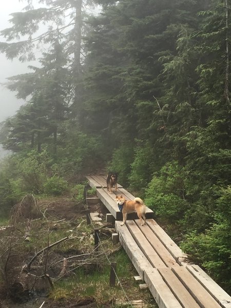 Dogs at Blue Gentian Lake in the fog