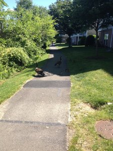 Watch out for the geese!  On the Dogue Creek Trail