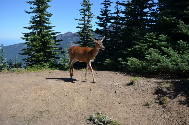 Deer at home on Hurricane Ridge