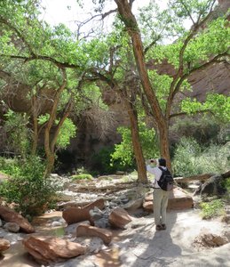 It is hard to capture the huge size of the trees and the towering canyon walls with a single photo
