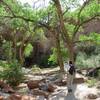 It is hard to capture the huge size of the trees and the towering canyon walls with a single photo