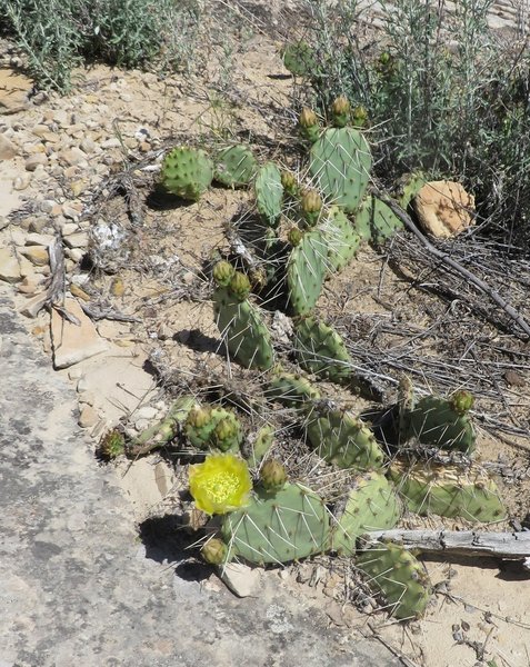 A prickly pear cactus with a yellow blossom.