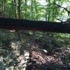 Fallen tree that you can duck under.   If you look closely you can see the Mountain Mist race marker.