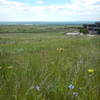 Fields of wildflowers