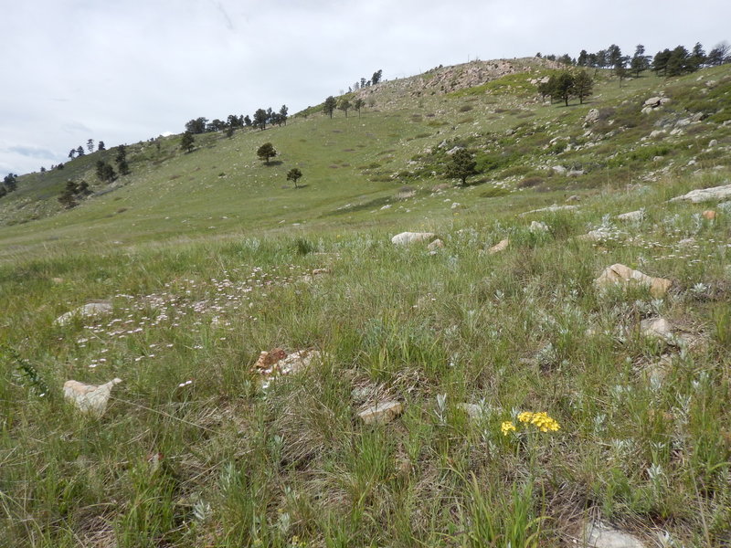 Typical Hogback Trail terrain looking uphill to the west