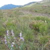 Scrubby grasses and wildflowers along the Old Kiln Trail