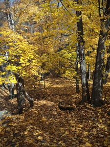 Glen Onoko in fall.