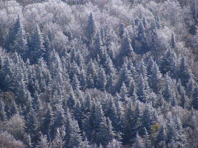 Snow covered hemlocks