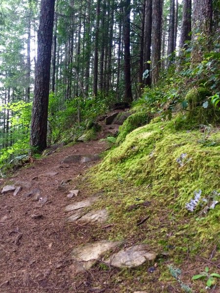 Great conditions on the Talus Loop