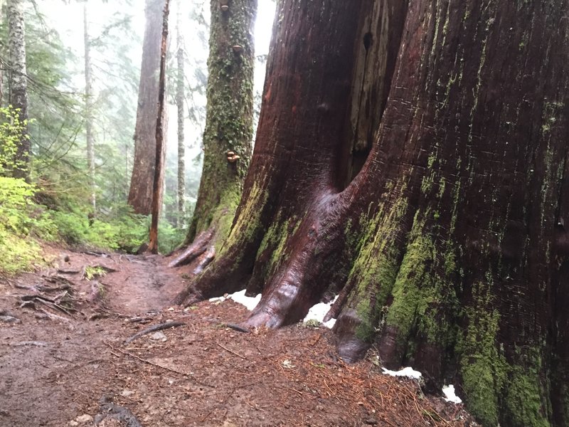 Begins with a trek through the treeline