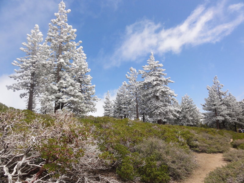 Spring Frost