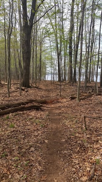 North section of Peninsula trail with Shenango Reservoir viewed through the trees