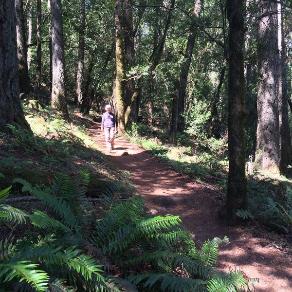 Lovely ferns and forest on the Steve's S Trail