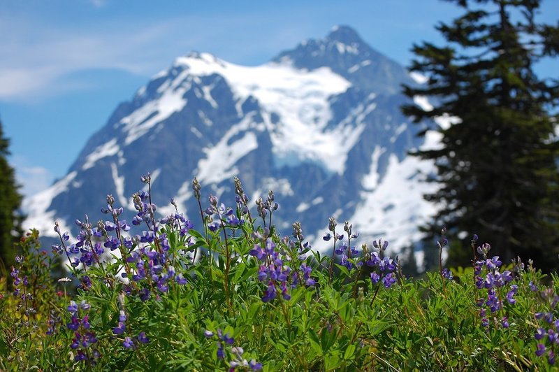 Alpine flowers.