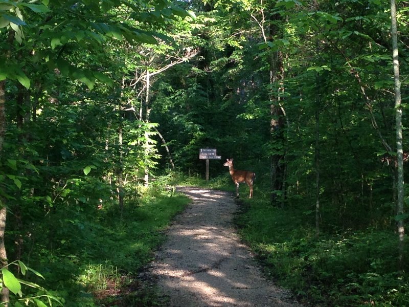 Trail native at the start of the Sal Hollow Trail