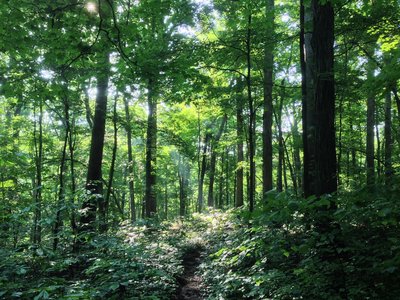 The Sal Hollow Trail can get pretty narrow