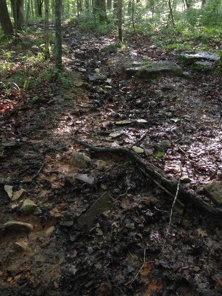 Downhill + rain + rocks + horses = a knee wrecking sloppy mess