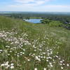 Wildflower profusion