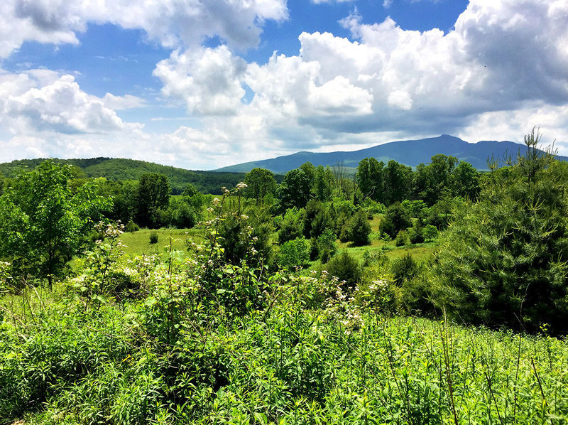 Looking across the field to Grandfather Mountain.