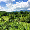 Looking across the field to Grandfather Mountain.