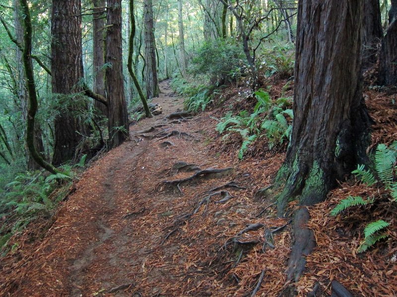 Forest on Muir Woods Ocean View Trail