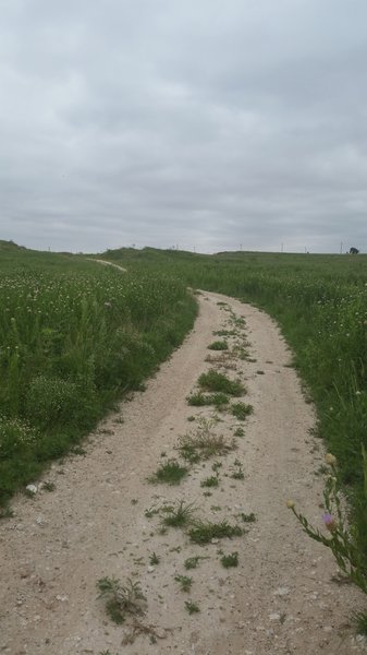 Looking north with hundreds of Basket Flowers about to bloom.