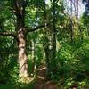 Wooded singletrack