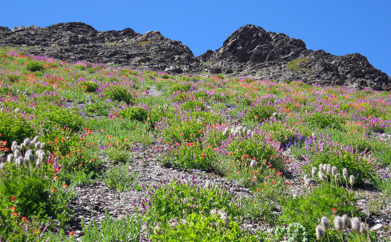 Wildflowers along the Obstruction Point - Deer Park trail.